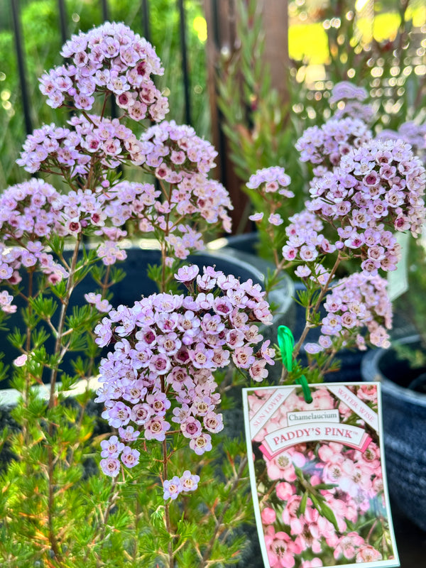 Chamelaucium Paddy's Pink - 25cm Pot