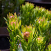 Leucadendron Rosalie - 20cm Pot