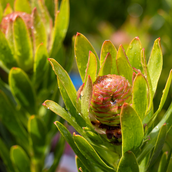 Leucadendron Rosalie - 20cm Pot