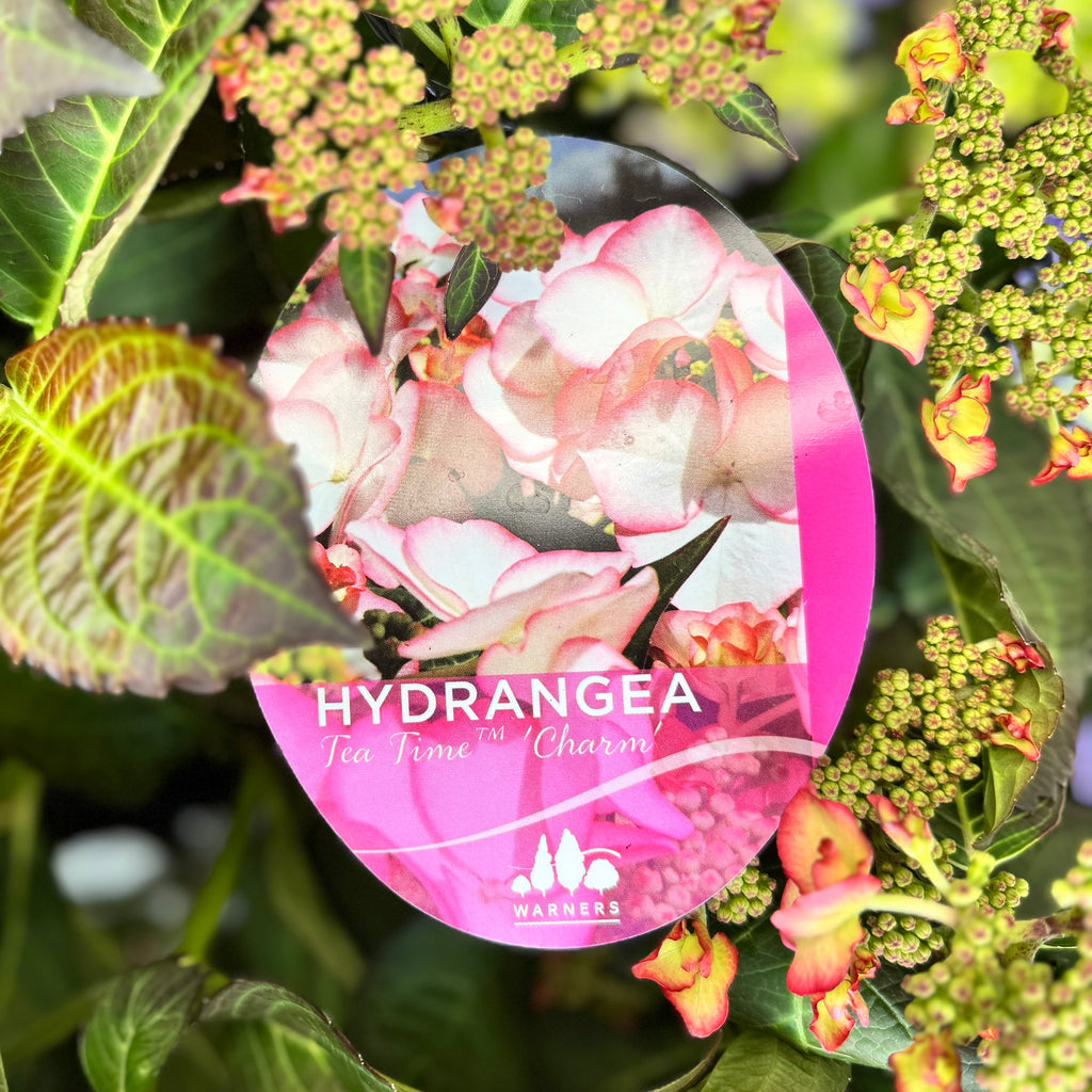 Hydrangea Tea Time Charm - 20cm Pot