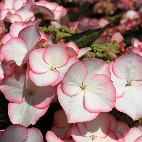 Hydrangea Tea Time Charm - 20cm Pot