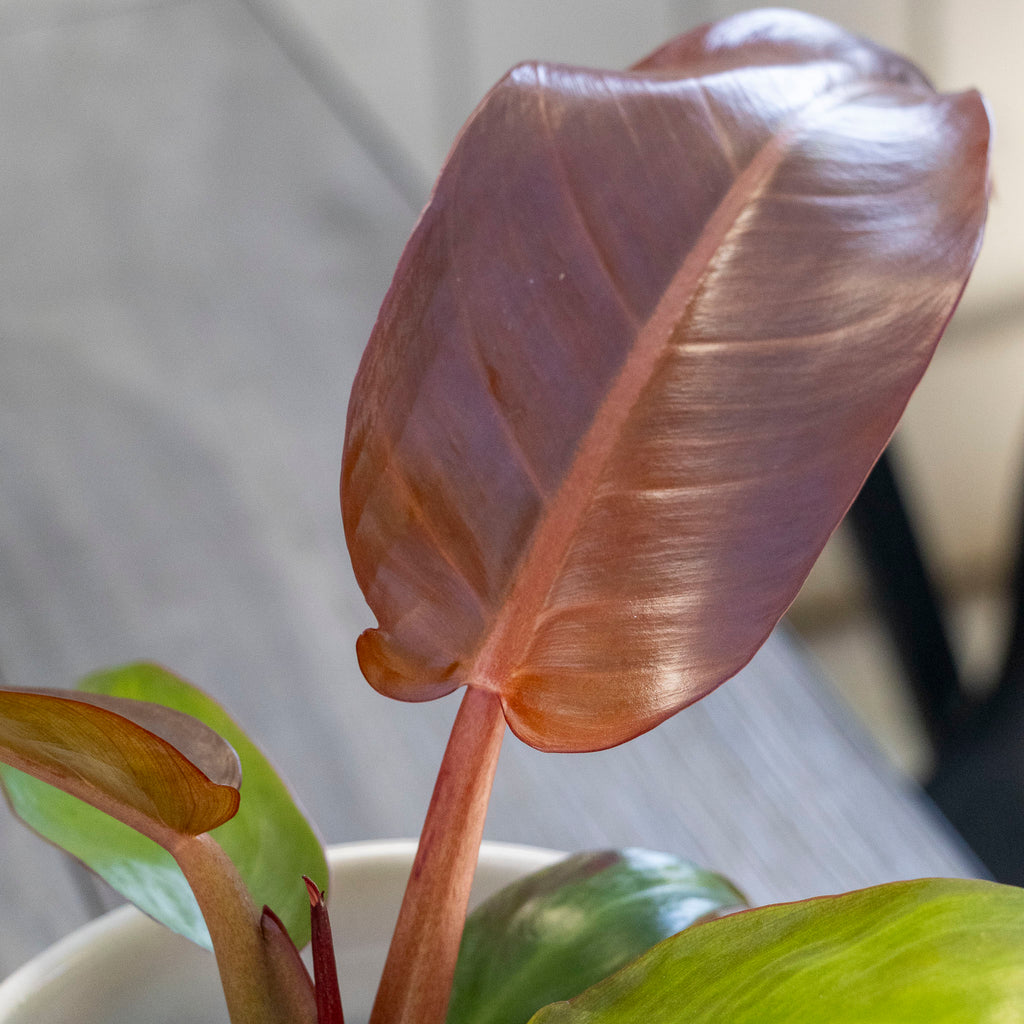 Philodendron Sun Red - 13cm Pot