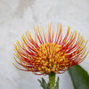 Leucospermum Phoenix Rising - 18cm Pot