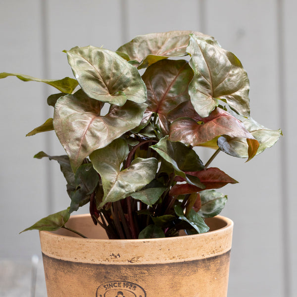 Syngonium Bronze - 13cm Pot