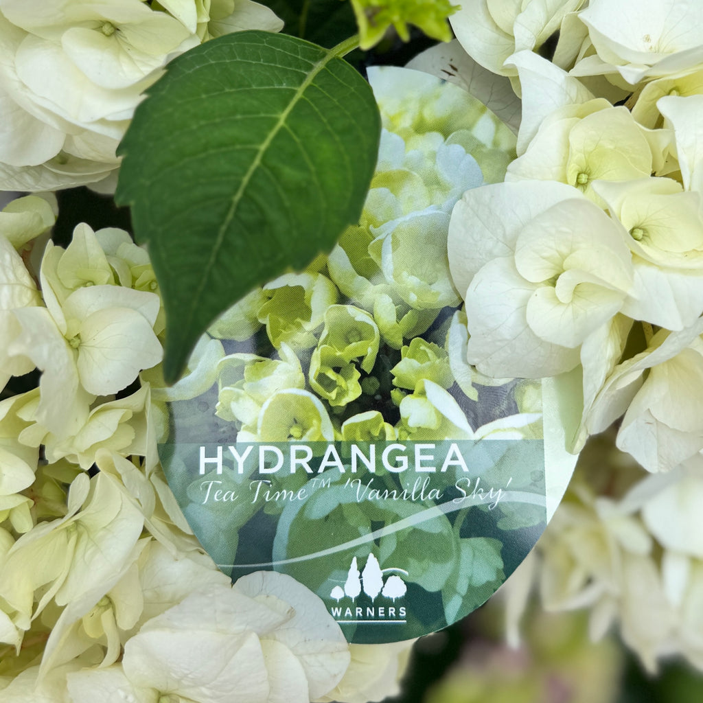 Hydrangea Tea Time Vanilla Sky - 20cm Pot