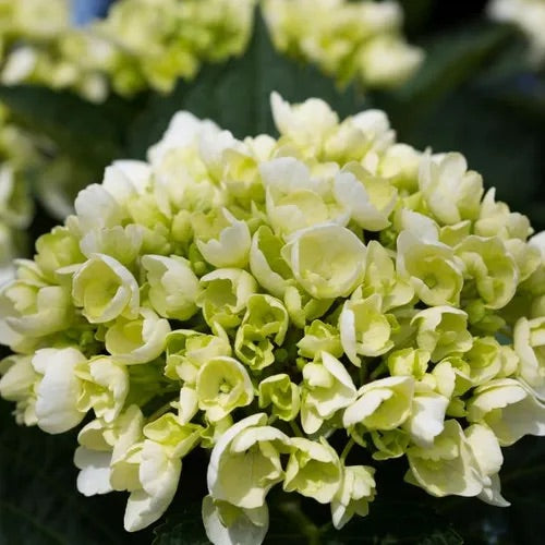 Hydrangea Tea Time Vanilla Sky - 20cm Pot