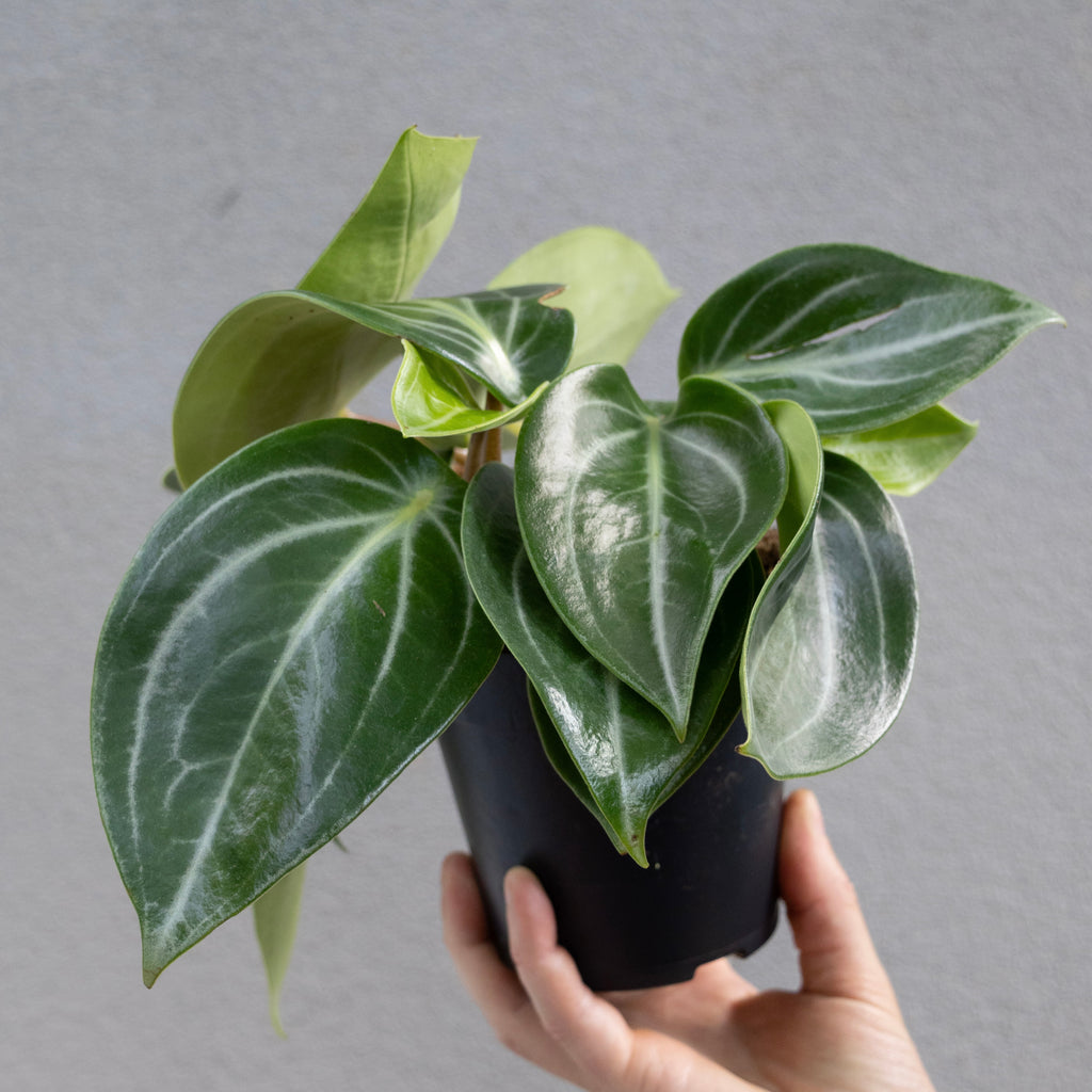 Peperomia Sarcophylla Smaragd - 12cm Pot