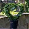 Hedera Helix Pittsburgh Heart - 20cm Pot