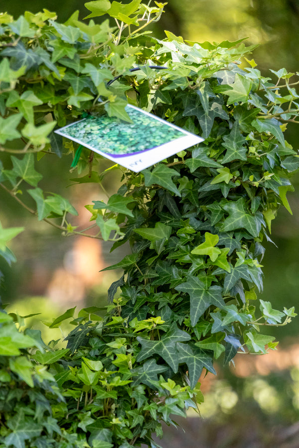 Hedera Helix Pittsburgh Heart - 20cm Pot