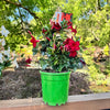 Mandevilla Christmas Tree Red - 20cm Pot