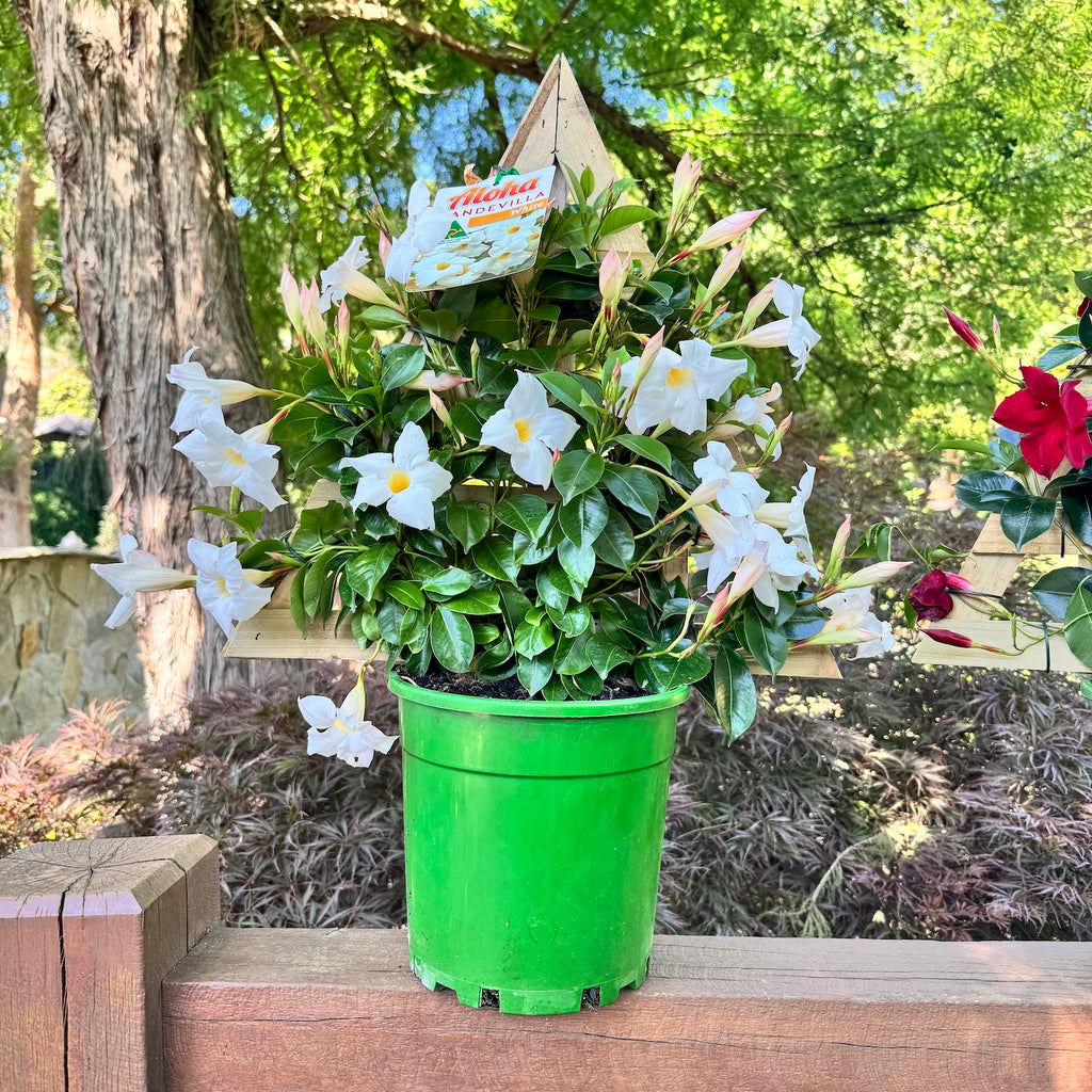 Mandevilla Christmas Tree White - 20cm Pot