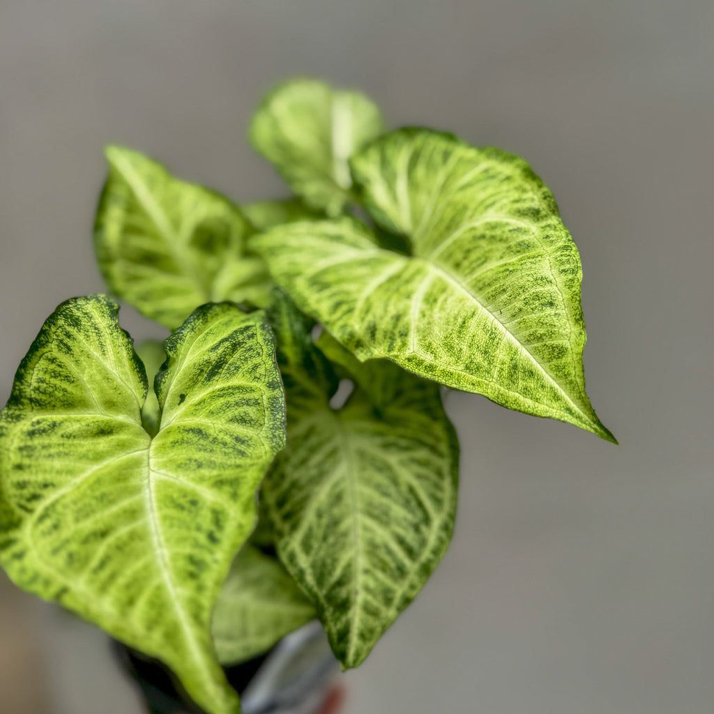 Syngonium White Butterfly - 13cm Pot