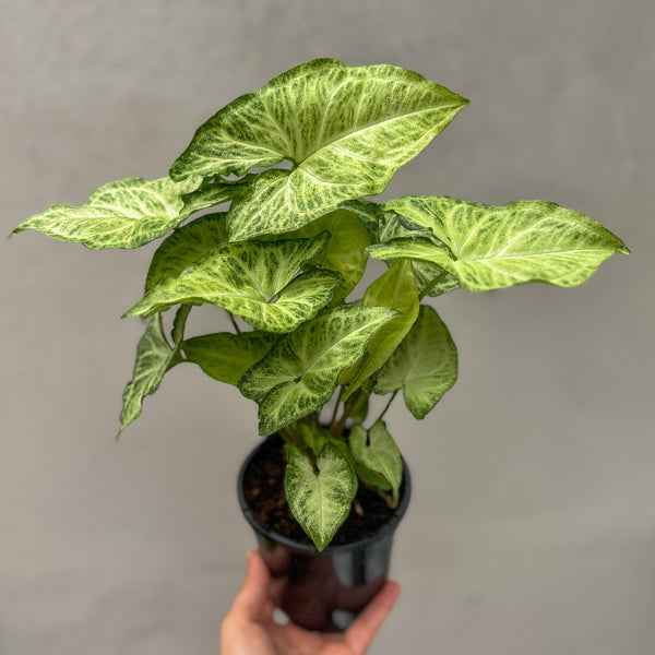 Syngonium White Butterfly - 13cm Pot