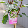 Hydrangea Sundae Fraise Standard - 25cm Pot