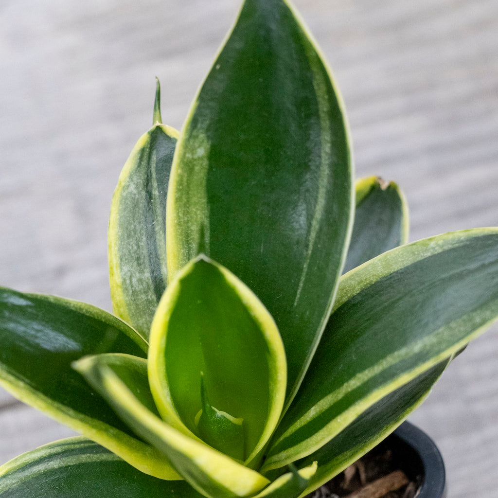 Sansevieria - 7cm Pot