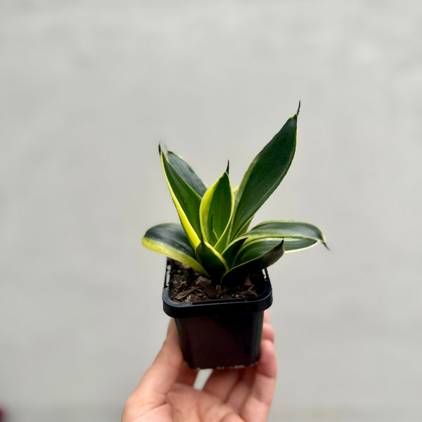 Sansevieria - 7cm Pot