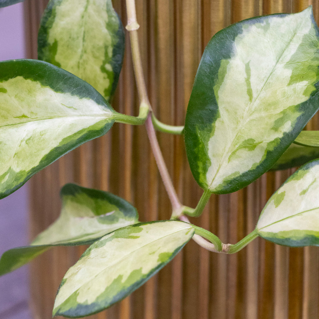 Hoya Australis Lisa Totem - 18cm Pot