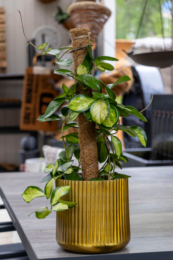 Hoya Australis Lisa Totem - 18cm Pot