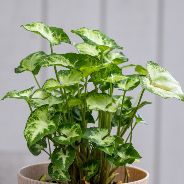 Syngonium Pixie - 13cm Pot