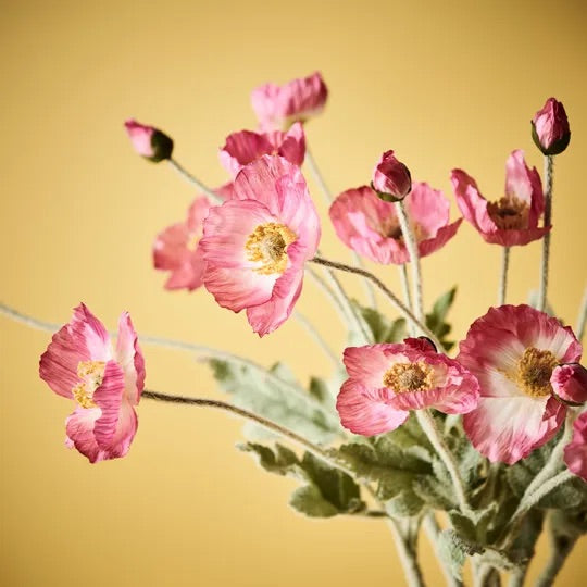 Poppy Iceland Spray - Fuschia