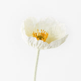Poppy Iceland - White