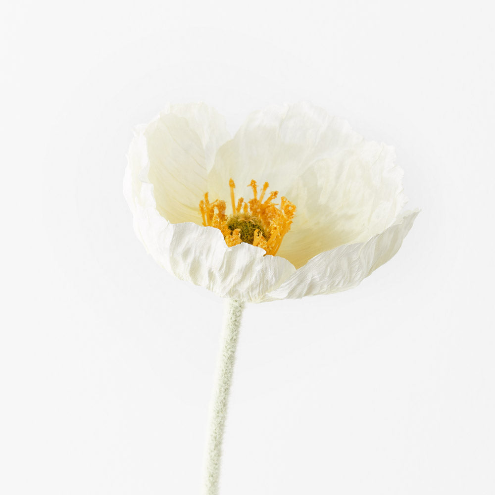 Poppy Iceland - White