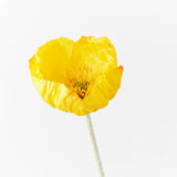 Poppy Iceland - Yellow