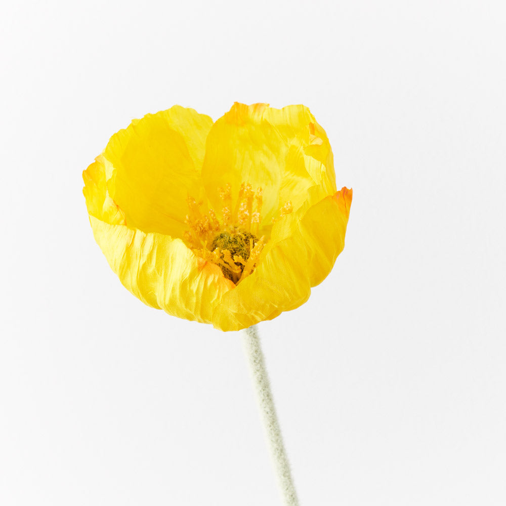 Poppy Iceland - Yellow