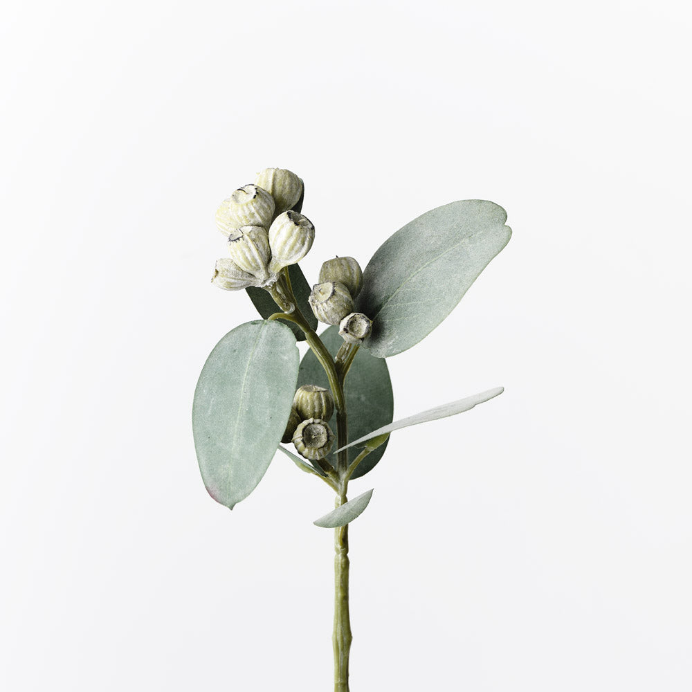 Eucalyptus Tetragona Spray - Grey Green