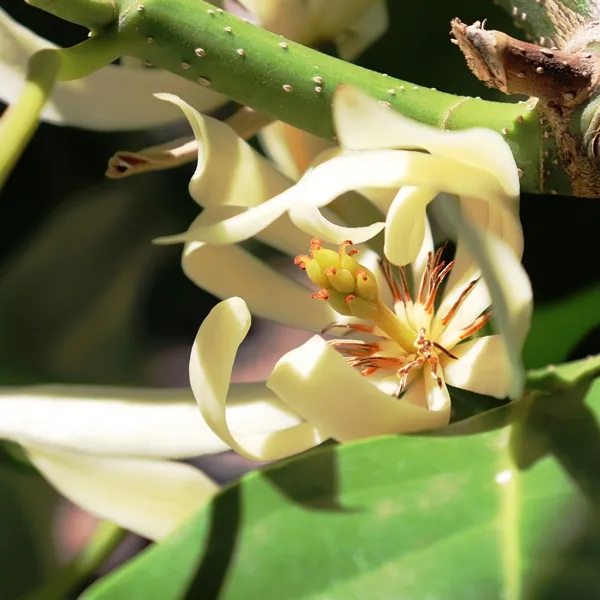 Magnolia Alba - 40cm Pot