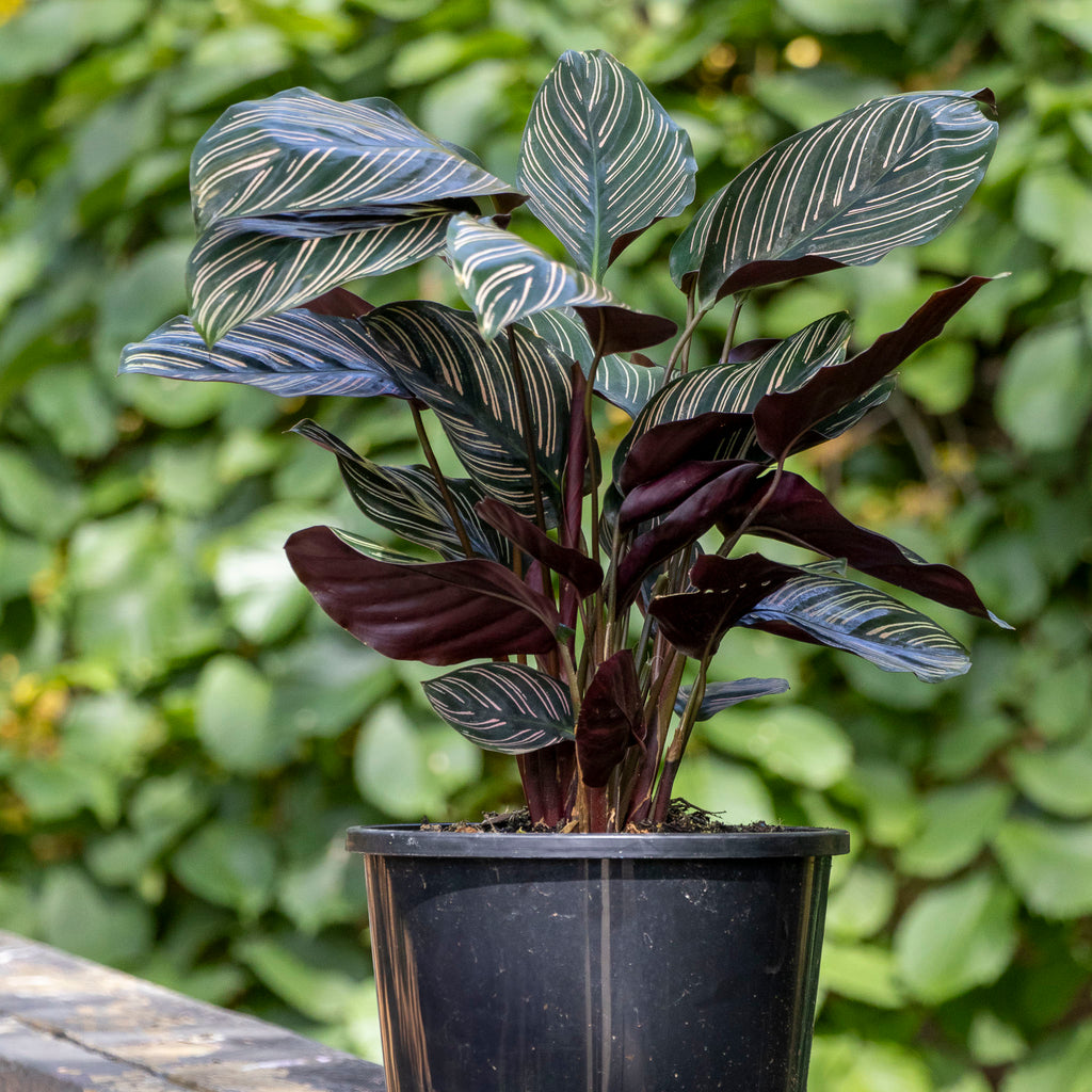 Calathea Ornata Pin Stripe - 20cm Pot