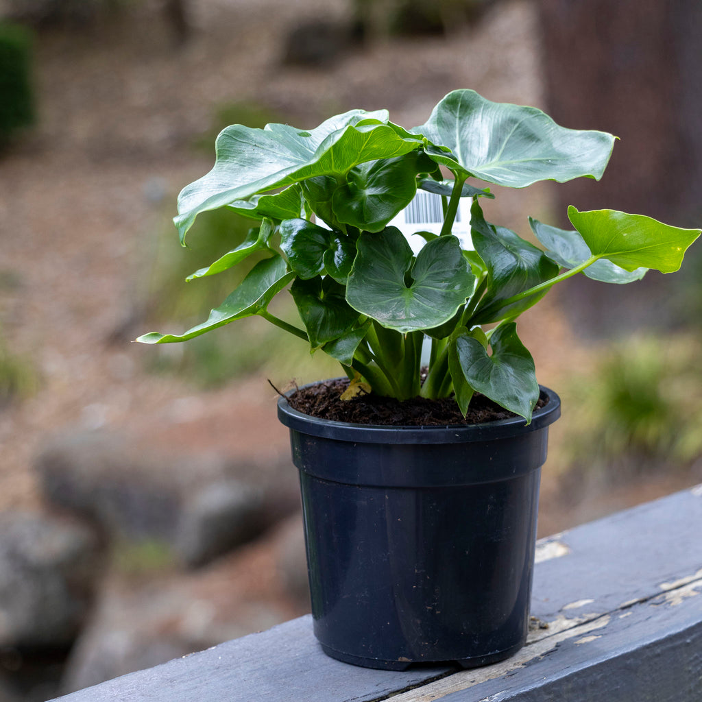 Philodendron Super Atom - 13cm Pot