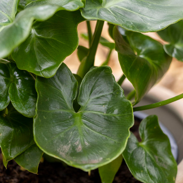 Philodendron Super Atom - 13cm Pot