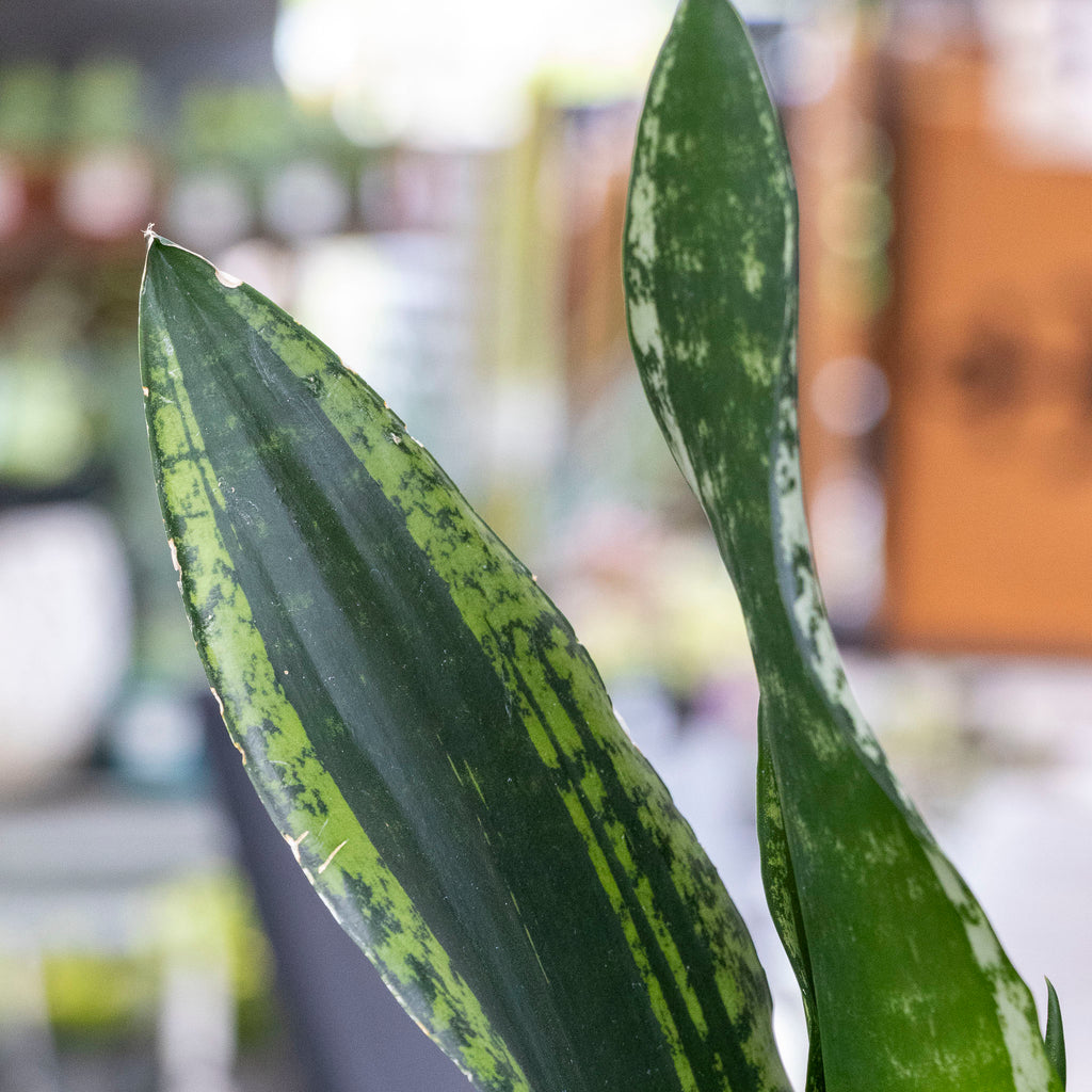 Sanseveria Whitney - 13cm Pot