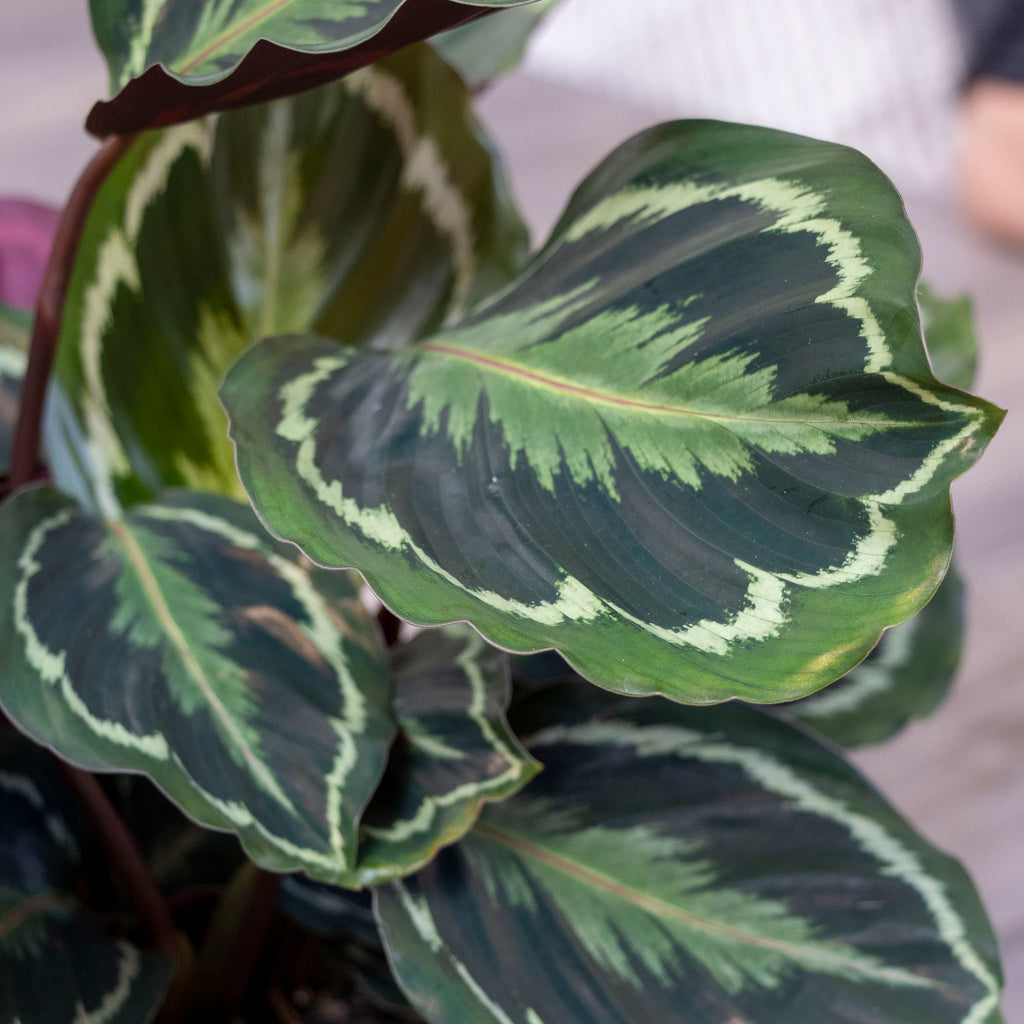 Calathea Medallion - 20cm Pot