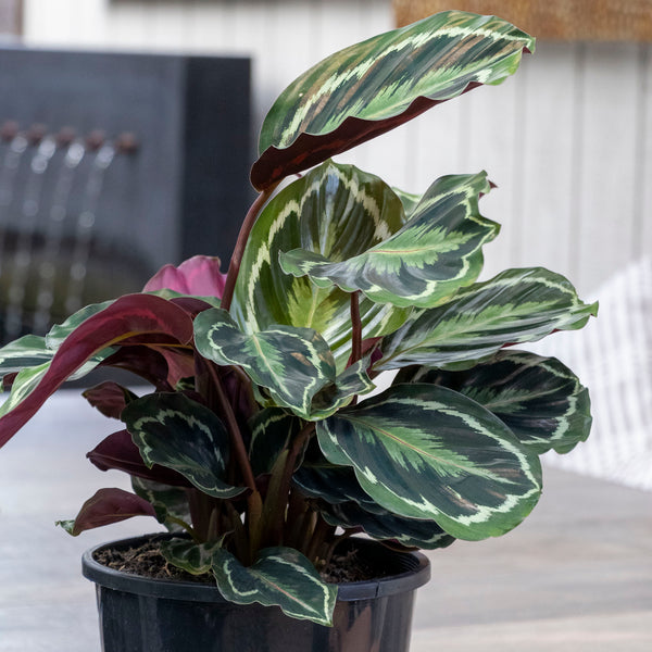 Calathea Medallion - 20cm Pot