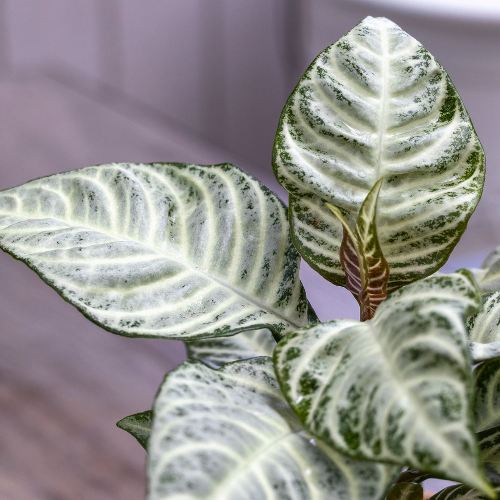 Aphelandra Dania Snow White - 13cm Pot