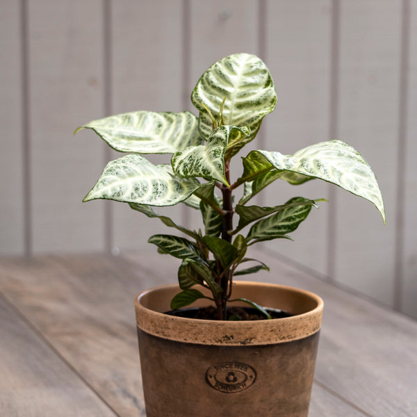 Aphelandra Dania Snow White - 13cm Pot