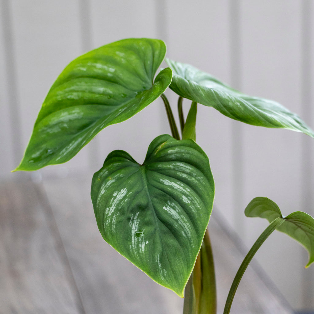 Philodendron Mamei - 13cm Pot