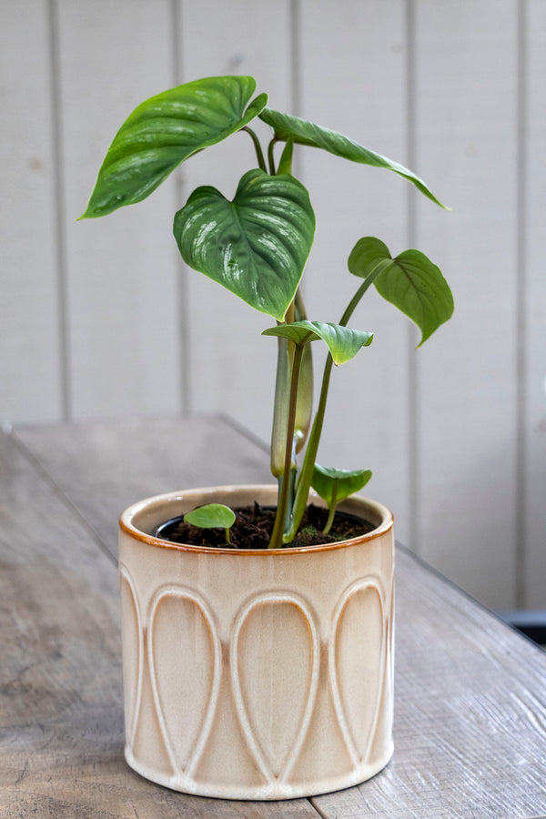 Philodendron Mamei - 13cm Pot