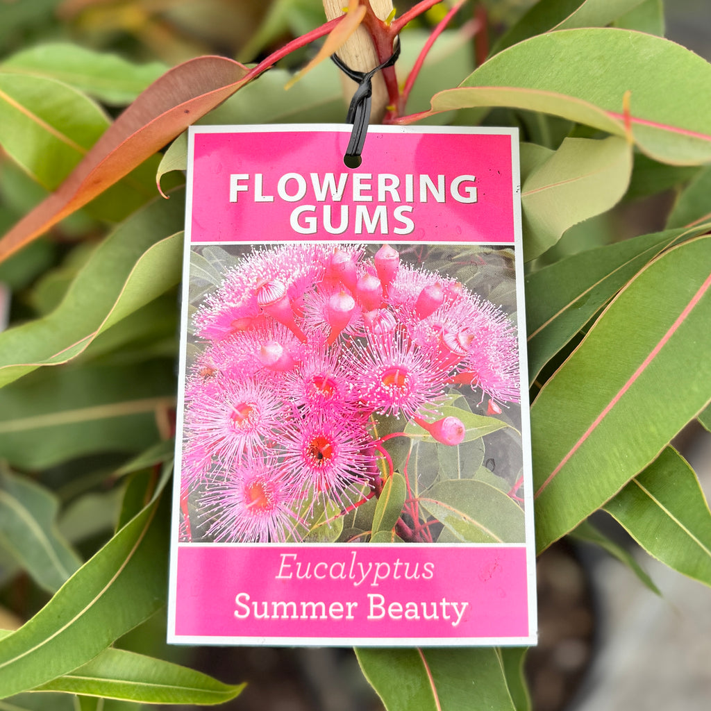 Corymbia Ficifolia Grafted Summer Beauty - 20cm Pot