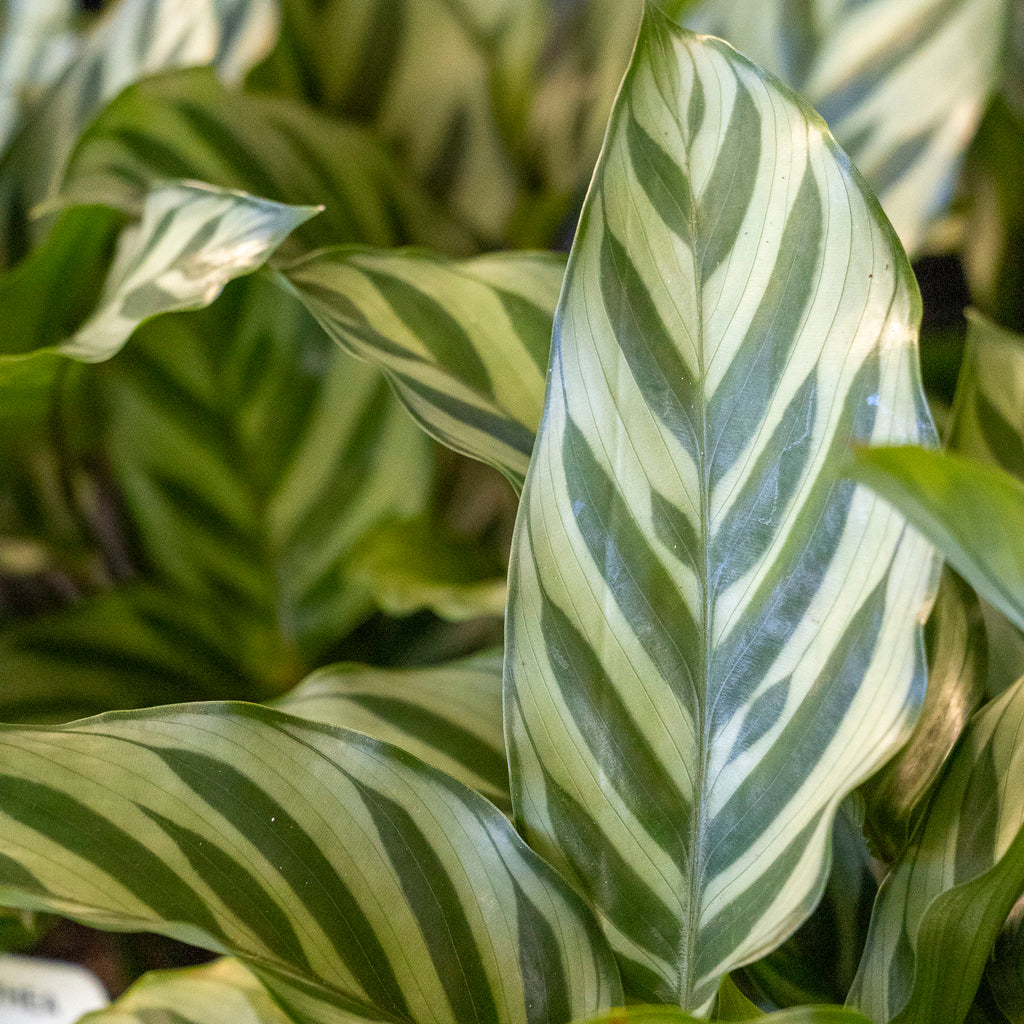 Calathea Louisae Freddy - 20cm Pot