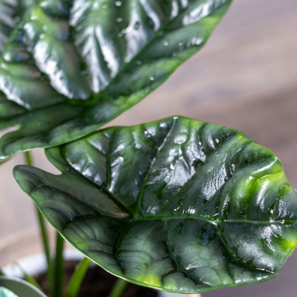 Alocasia Sinuata - 13cm Pot