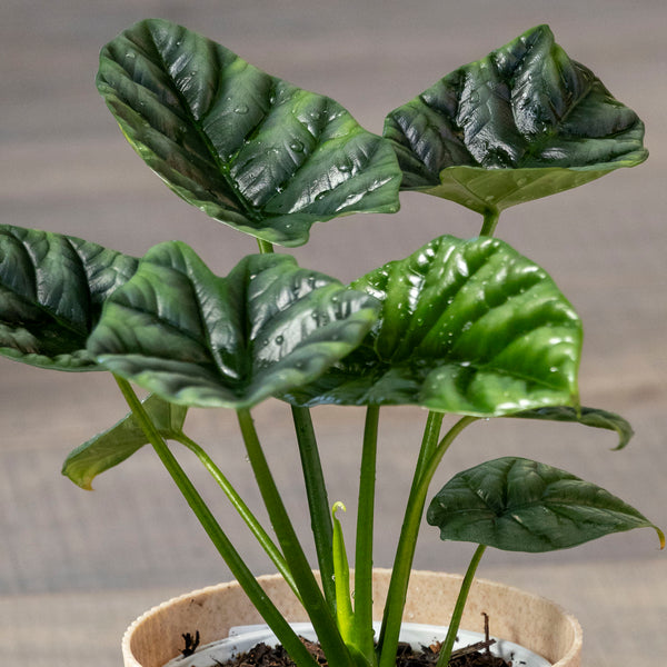 Alocasia Sinuata - 13cm Pot