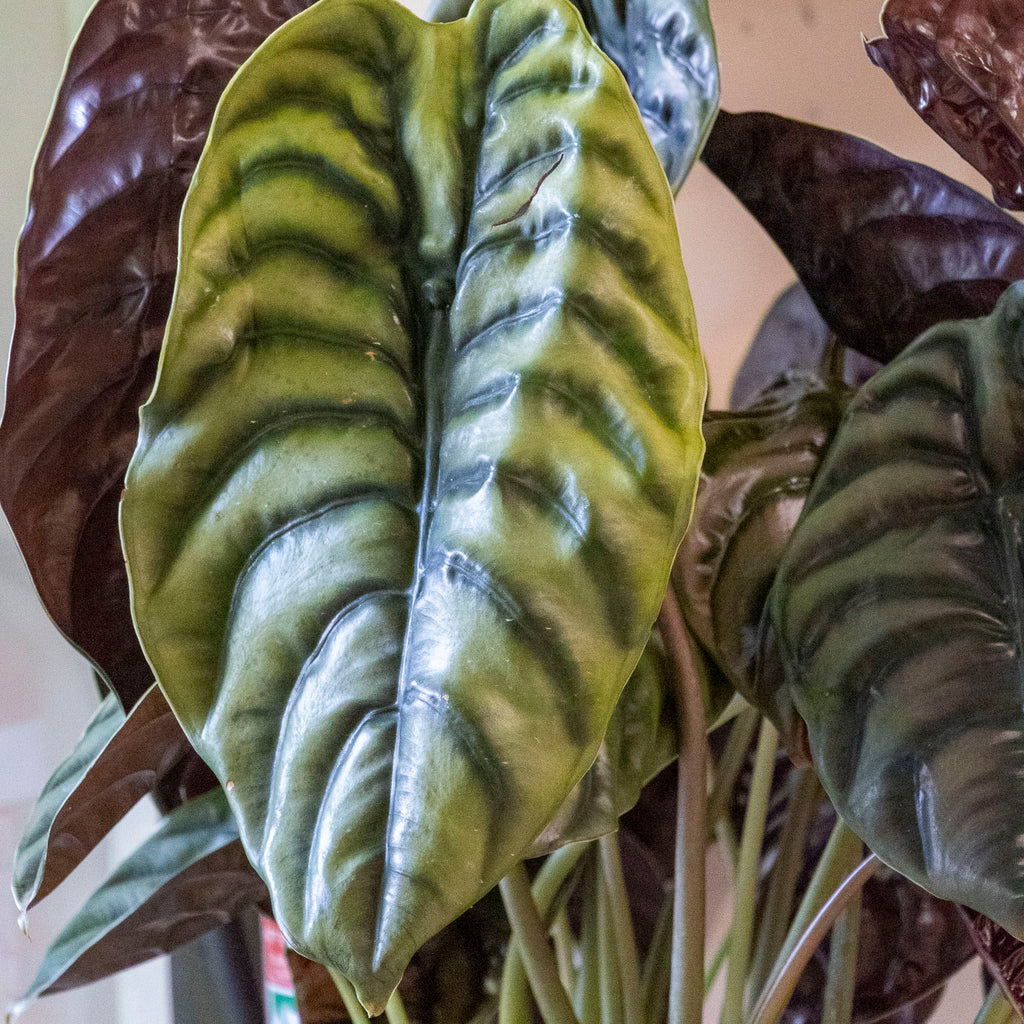 Alocasia Red Secret - 25cm Pot