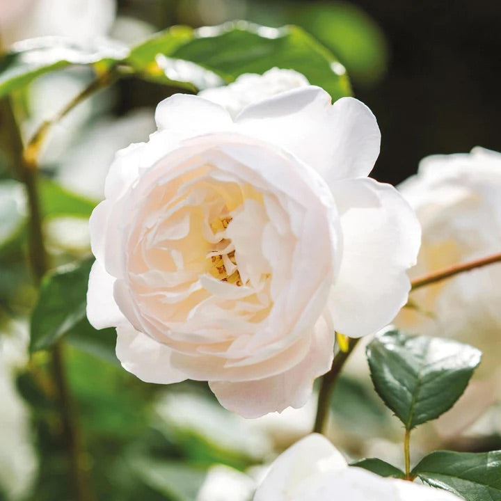 David Austin Rose Desdemona - 20cm Pot