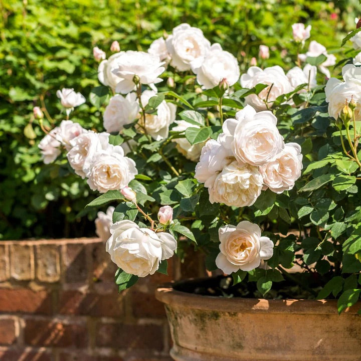 David Austin Rose Desdemona - 20cm Pot