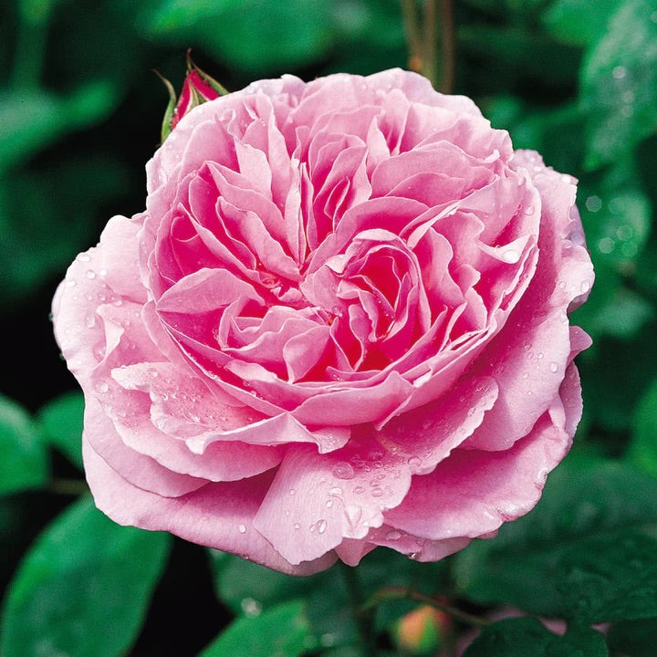 David Austin Rose Mary Rose - 20cm Pot