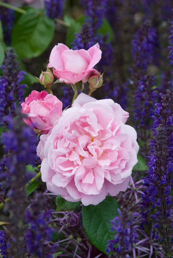 David Austin Rose Mary Rose - 20cm Pot