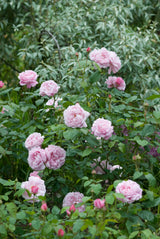 David Austin Rose Mary Rose - 20cm Pot